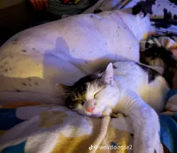 Lost Female Cat last seen 2121greene street by the Adel village apts, Adel, IA 50003