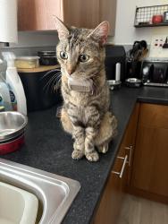 Reunited Female Cat last seen Taverham, Taverham, England NR8 6TA