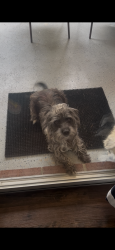 Reunited Female Dog last seen Aries Avenue killeen tx, Killeen, TX 76542