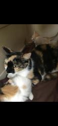 Lost Female Cat last seen Across from Mickey Cox Elementary, Sierra and Armstrong neighborhood, Clovis, CA 93611