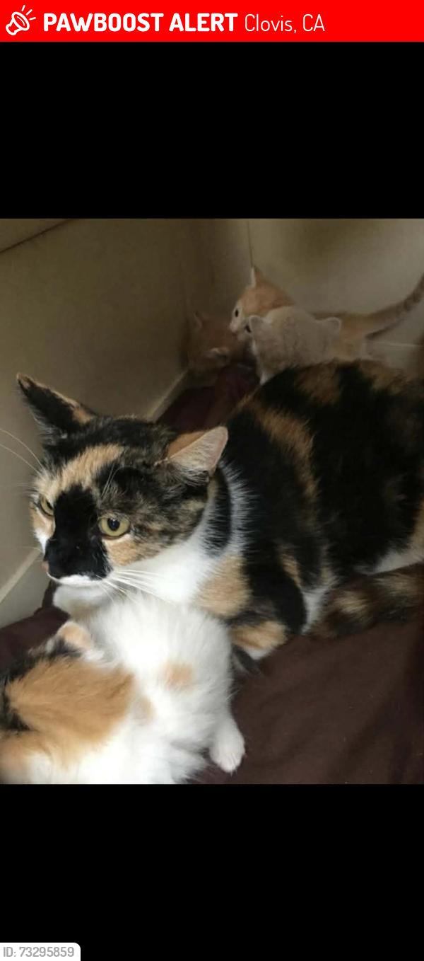 Lost Female Cat last seen Across from Mickey Cox Elementary, Sierra and Armstrong neighborhood, Clovis, CA 93611
