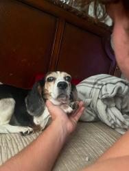 Lost Female Dog last seen We live not to far from Eustis high school, Eustis, FL 32726