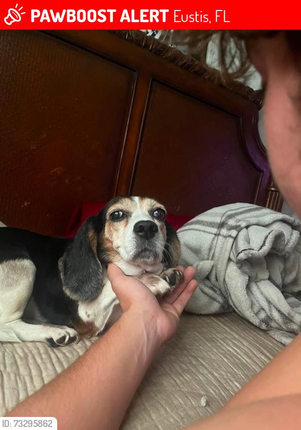 Lost Female Dog last seen We live not to far from Eustis high school, Eustis, FL 32726