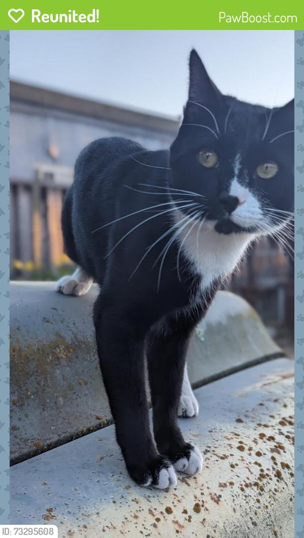 Reunited Male Cat last seen Wyrick Ave & Bercaw Ln, San Jose, CA 95124