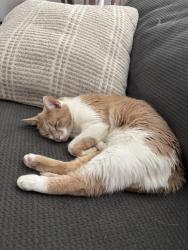 Lost Female Cat last seen Cagua Dr NE and San Juan Road NE, Albuquerque, NM 87107