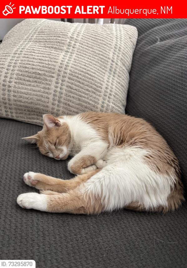 Lost Female Cat last seen Cagua Dr NE and San Juan Road NE, Albuquerque, NM 87107