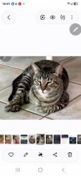 Lost Male Cat last seen Wishart Rise, Wishart, QLD 4122