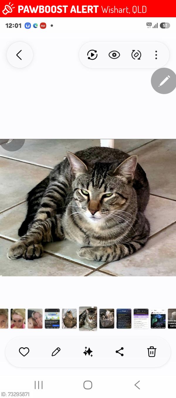 Lost Male Cat last seen Wishart Rise, Wishart, QLD 4122