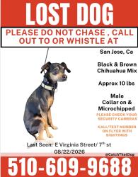 Reunited Male Dog last seen E Virginia St & 7th St, San Jose, CA 95112