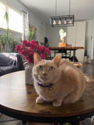 Lost Female Cat last seen North & 80th Ave, Frankfort, IL 60423