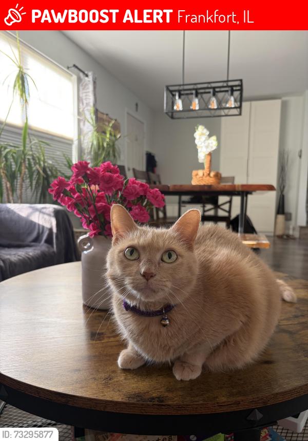 Lost Female Cat last seen North & 80th Ave, Frankfort, IL 60423
