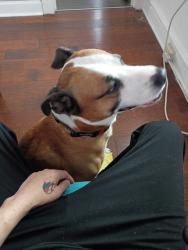 Reunited Male Dog last seen Peale st, Joliet, IL 60433
