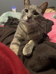 Lost Male Cat last seen Greenwood and 7th, Jefferson, OR 97352