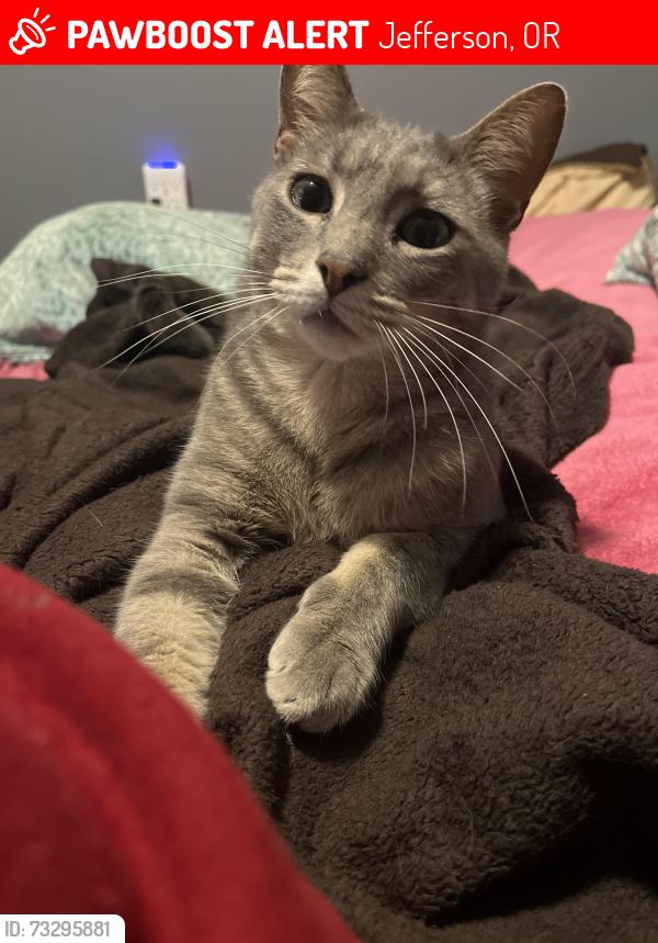 Lost Male Cat last seen Greenwood and 7th, Jefferson, OR 97352