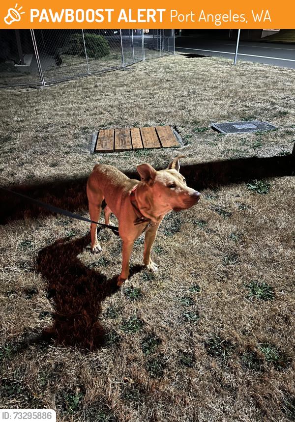 Found/Stray Unknown Dog last seen Laurel, Port Angeles, WA 98363