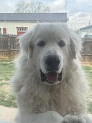 Reunited Male Dog last seen Draper rd and plum, Cheyenne, WY 82007