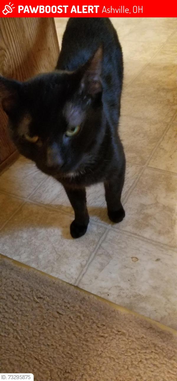 Lost Male Cat last seen 209millerave ashillvilleohio, Ashville, OH 43103