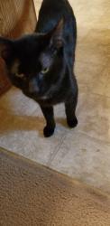 Lost Male Cat last seen 209millerave ashillvilleohio, Ashville, OH 43103