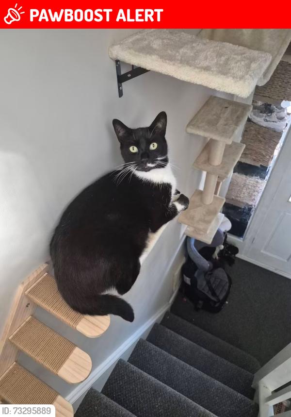 Lost Male Cat last seen Sydney park, North East Lincolnshire, England 