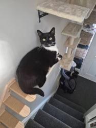 Lost Male Cat last seen Sydney park, North East Lincolnshire, England 
