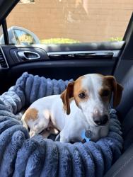 Lost Male Dog last seen Old quarry road and northside, San Diego, CA 92108