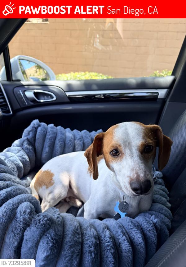 Lost Male Dog last seen Old quarry road and northside, San Diego, CA 92108