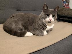 Lost Male Cat last seen Percy throwers, Shropshire, England 