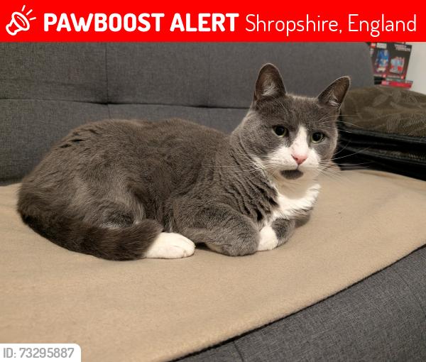 Lost Male Cat last seen Percy throwers, Shropshire, England 