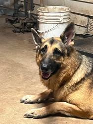 Reunited Male Dog last seen Comanche by Hay Market Park, New Braunfels, TX 78130