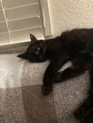 Lost Female Cat last seen Arizona Animal Welfare league but Washington and North 40th street, Phoenix, AZ 85051