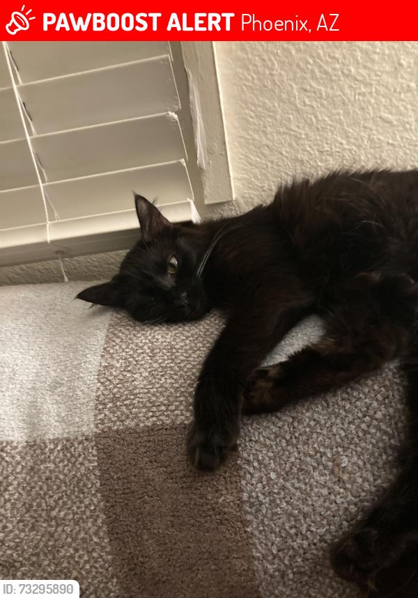 Lost Female Cat last seen Arizona Animal Welfare league but Washington and North 40th street, Phoenix, AZ 85051