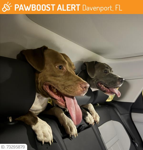 Found/Stray Female Dog last seen Ronald Reagan pkwy, Osceola Polk line rd, S old Lake Wilson rd, Wawa, Publix, papa John’s, Davenport, FL 33896