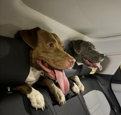 Found/Stray Female Dog last seen Ronald Reagan pkwy, Osceola Polk line rd, S old Lake Wilson rd, Wawa, Publix, papa John’s, Davenport, FL 33896
