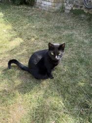 Reunited Female Cat last seen Near home, Greater London, England SW12 9LH