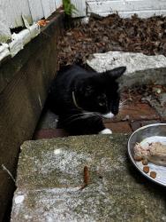 Found/Stray Unknown Cat last seen Monroe drive Edison avenue, Xenia, OH 45385