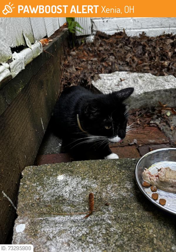 Found/Stray Unknown Cat last seen Monroe drive Edison avenue, Xenia, OH 45385