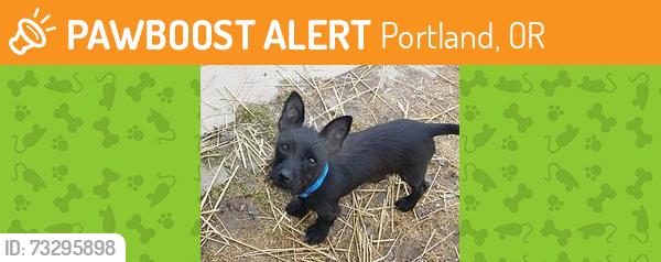 Found/Stray Unknown Dog last seen Near SE 82nd Ave, Portland, OR 97086, Portland, OR 97266