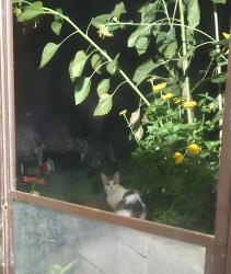 Found/Stray Unknown Cat last seen Whiskey Road/Main Street/Oakwood St, Isanti, MN 55040