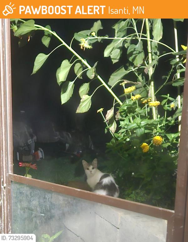 Found/Stray Unknown Cat last seen Whiskey Road/Main Street/Oakwood St, Isanti, MN 55040