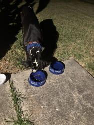 Reunited Male Dog last seen Del Glen Lane, Houston, TX 77072