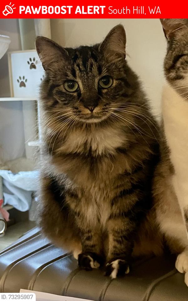 Lost Female Cat last seen Canyon Park apmts, South Hill, WA 98373