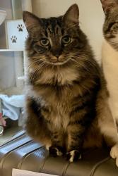 Lost Female Cat last seen Canyon Park apmts, South Hill, WA 98373