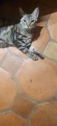 Reunited Female Cat last seen MacArthur, Santa Ana, CA 92707