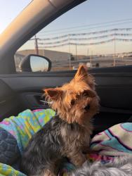 Reunited Male Dog last seen Near SW Loop 410, San Antonio, TX 78242, USA, San Antonio, TX 78242