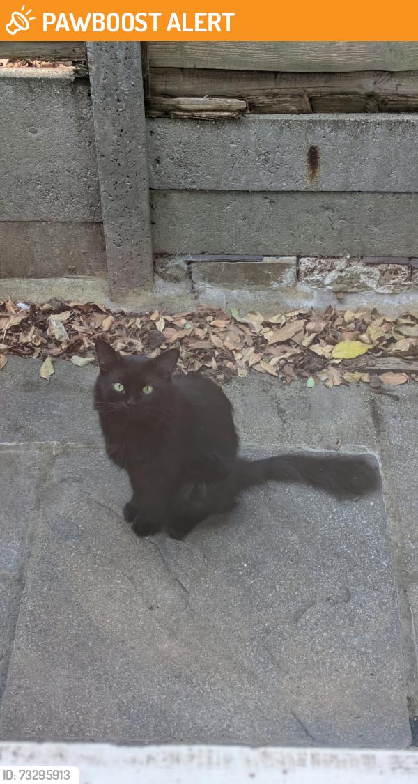 Found/Stray Unknown Cat last seen In our garden, Greater London, England N17 8AJ