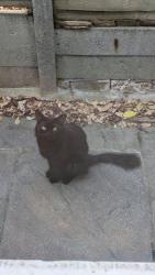 Found/Stray Unknown Cat last seen In our garden, Greater London, England N17 8AJ