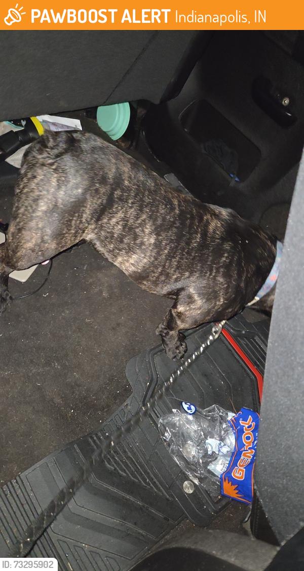 Found/Stray Male Dog last seen 52nd Richardt Ave, Indianapolis, IN 46219