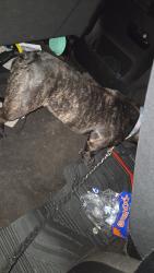 Found/Stray Male Dog last seen 52nd Richardt Ave, Indianapolis, IN 46219