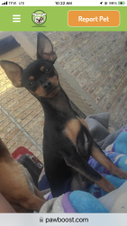 Lost Male Dog last seen Pacific Ave and E 32nd (in front of the airport), Yuma, AZ 85365