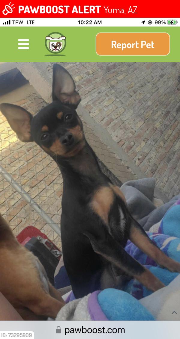 Lost Male Dog last seen Pacific Ave and E 32nd (in front of the airport), Yuma, AZ 85365